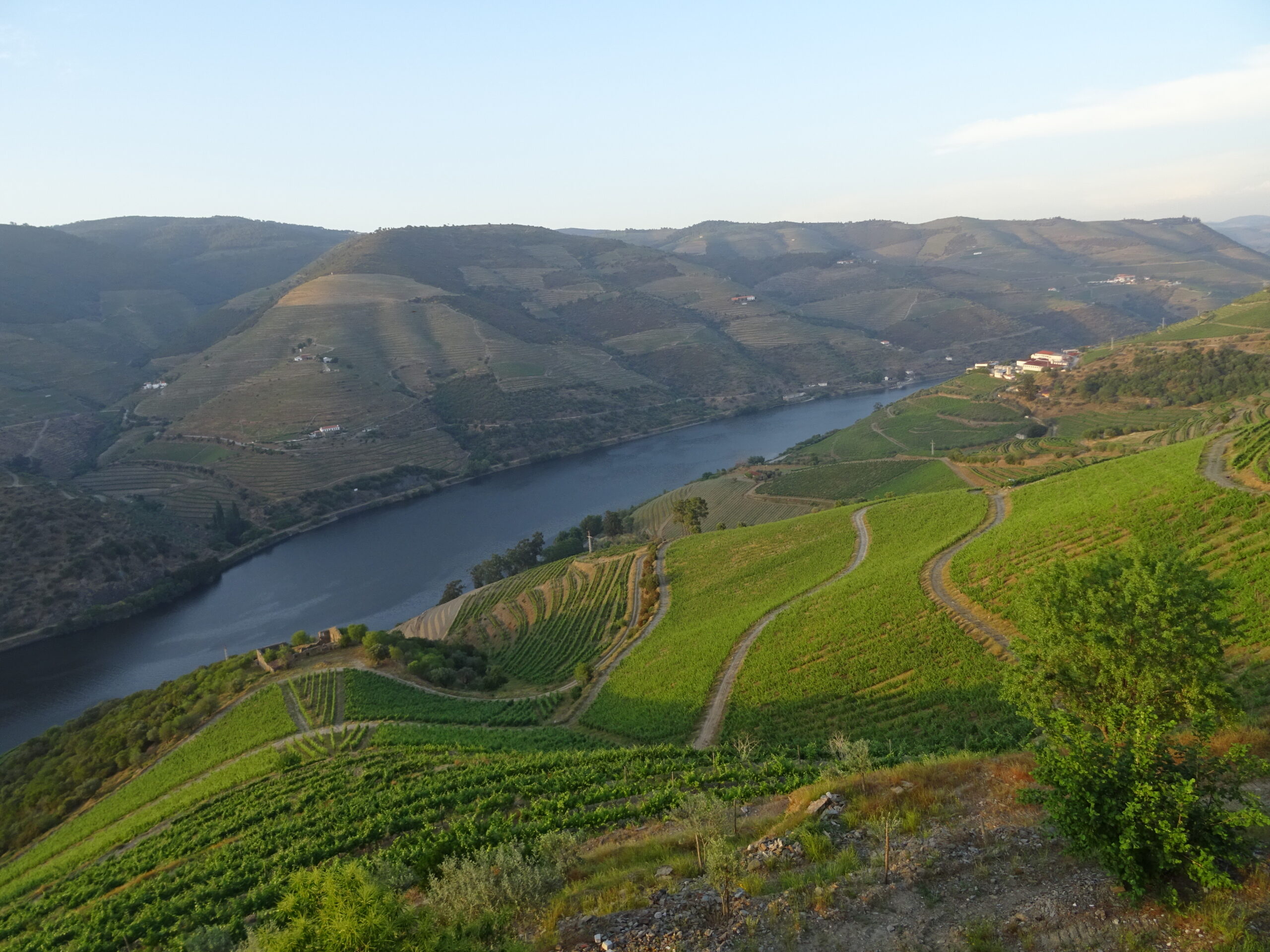 Paisajes de viñas en el Douro